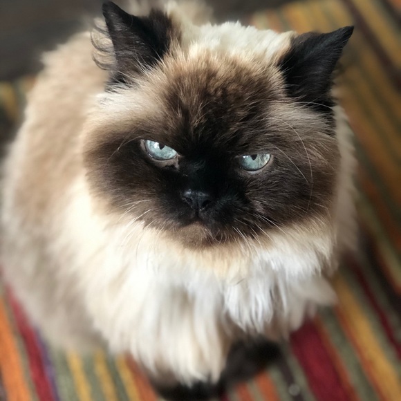 Meet your Posher, Karen - Picture 1 of 1